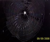 scareyspidey.jpg