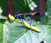 wasp1.jpg