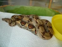 2010 boas for sale 001.JPG