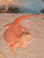 SandfireRedDesertFlameFemale2.jpg