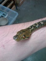 Female Selayer.jpg