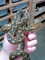 Female Selayer 1.jpg