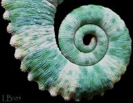 coil.jpg