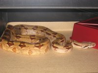 IMG_2862.jpg
