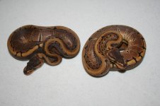 IMG_0414.jpg