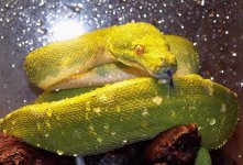 gtp1.jpg