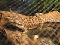 lewistribe50317 035.jpg