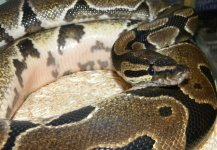 March 18th- snakes 007.jpg