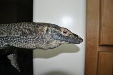 DSC_1306.jpg