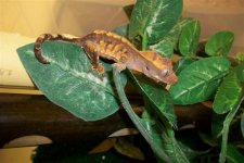 MY LITTLE EYELASH GECKO 1.jpg
