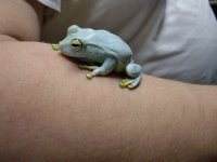 hyla crepblue.jpg