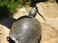 Erymnochelys_madagascariensis.jpg