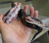 ScalelessMale.jpg