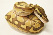 Enchi Butter2.jpg