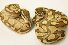 Enchi Butter 3.jpg