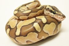 Enchi Butter.jpg