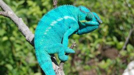 600_bluedream4.jpeg 600_bluedream4.jpeg