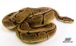 Spider het Piebald.jpg