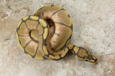 IMG_0906fauna.jpg