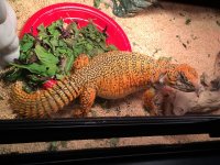 lizard 2.jpg