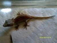 gargs 005.jpg