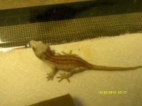 gargs 002.jpg