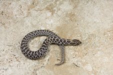 IMG_0730fauna.jpg