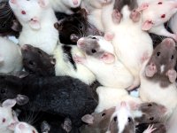 ratsresized2.jpg