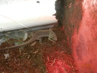 Jewelled lacerta baby 003.jpg