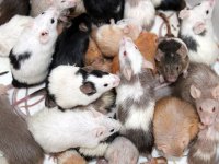 mice2.jpg