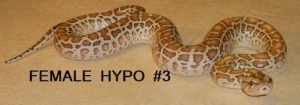 FEMALEHYPO3.jpg