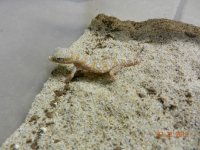 geckos for sale2 008.jpg