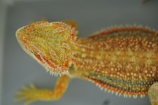 DSC_0236.jpg