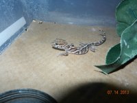 geckos for sale 002.jpg