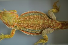 DSC_0231.jpg