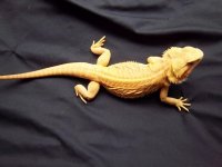 dachiu hypo trans leather female.jpg