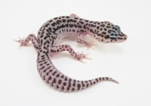 CG13-38.jpg