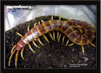 S.galapagoensis_Orange1.jpg