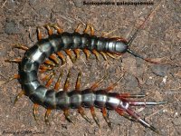 S.galapagoensis1.jpg