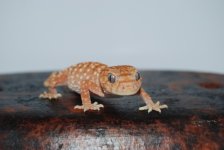 DSC_0262.jpg