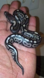 CINNY HATCHLING.jpg