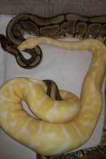 albino x spider.jpg