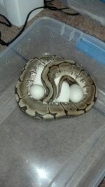 ERYKAH EGGS.jpg