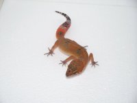 pics 034.jpg