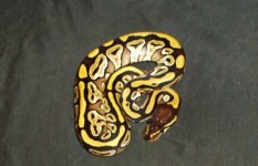 Mojave Female.jpg