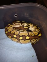 Pastel Lesser.jpg