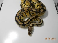 pastel male.jpg