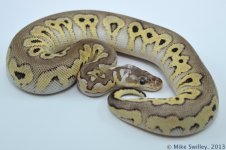 Black Pewter Clown - Female (1).jpg