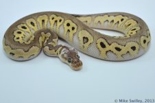 Black Pewter Clown - Female (2).jpg