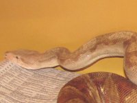 TNic_Female_Closeup.jpg